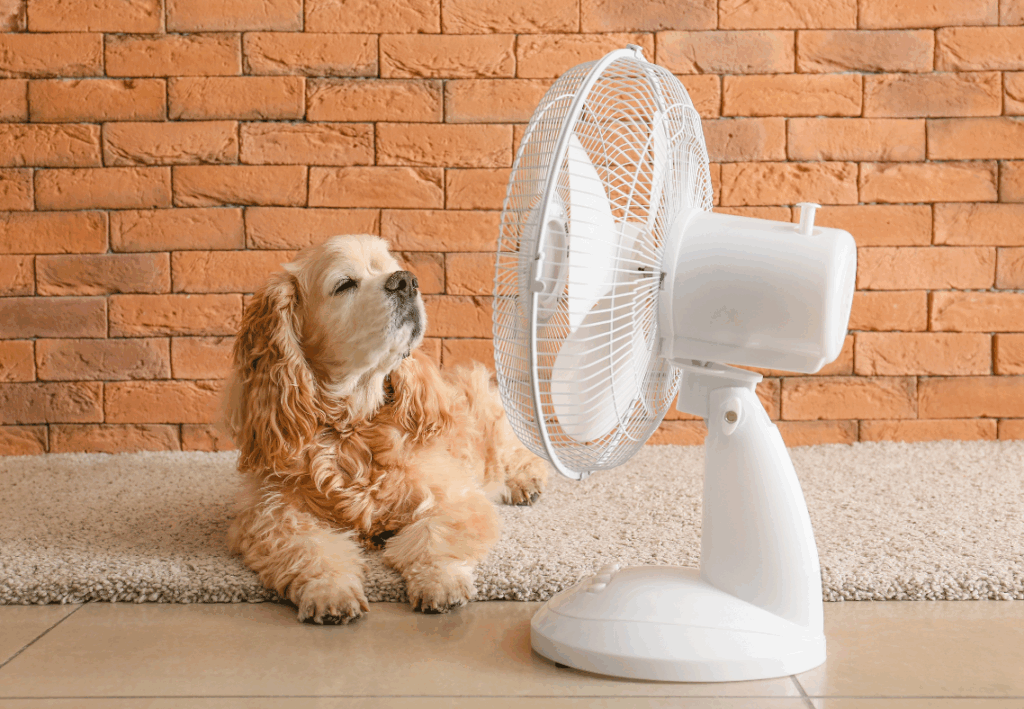 Electrical Safety Tips For Annapolis Homeowners With Kids And Pets
